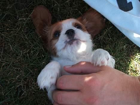 Cavalier king charles spaniel Jonezy - Jonezy 7 uger billede 4