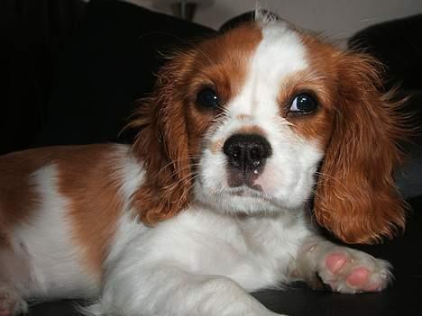 Cavalier king charles spaniel Jonezy billede 5