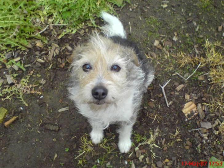 Parson russell terrier Chili R.I.P-  <3 - Her er smukke Chili. <3 ( INGEN BILLEDER MÅ KOPIRES/BRUGES PÅ ANDRE SIDER UDEN LOV) billede 1