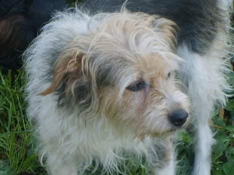 Parson russell terrier Chili R.I.P-  <3 - Elsker hende fat det dog! billede 2