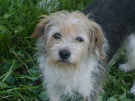 Parson russell terrier Chili R.I.P-  <3 - Elsker bare hendes hoved! Ja!!  billede 3