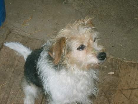 Parson russell terrier Chili R.I.P-  <3 - Nårhh billede 4