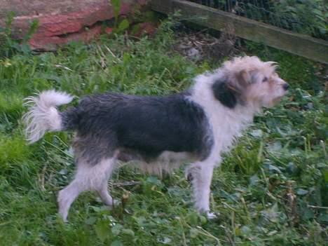 Parson russell terrier Chili R.I.P-  <3 - Smukke krop. billede 5