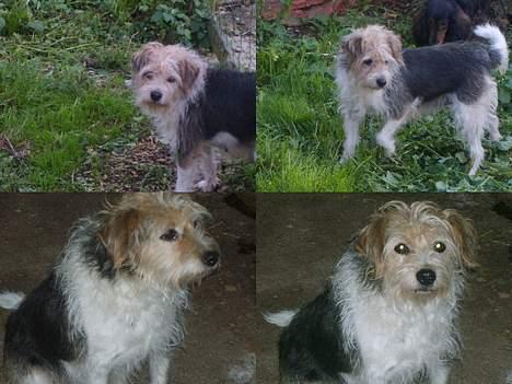 Parson russell terrier Chili R.I.P-  <3 - Chili 4 gange. Haha billede 6