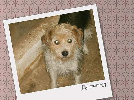 Parson russell terrier Chili R.I.P-  <3 - Hun har da et smukt hoved? billede 7