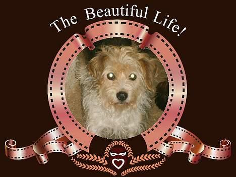 Parson russell terrier Chili R.I.P-  <3 - Hun er da skøn. ? billede 8