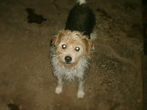 Parson russell terrier Chili R.I.P-  <3 - Smukke, dejlige osv. billede 10