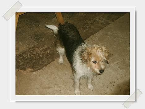 Parson russell terrier Chili R.I.P-  <3 - Dejlige Chili pigen. billede 11