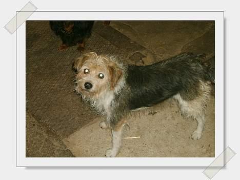 Parson russell terrier Chili R.I.P-  <3 - Her er hendes smukke krop. billede 12