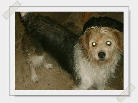 Parson russell terrier Chili R.I.P-  <3 - Dejlige Chili billede 13