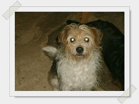 Parson russell terrier Chili R.I.P-  <3 - Smukke Chili billede 14