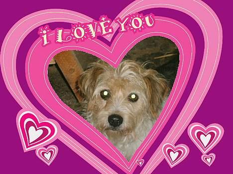 Parson russell terrier Chili R.I.P-  <3 - Som skrevet. I Love You billede 15