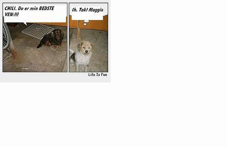 Parson russell terrier Chili R.I.P-  <3 - Her snakker Mggie og Chili sammen.  billede 16