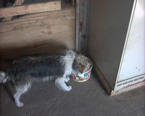 Parson russell terrier Chili R.I.P-  <3 - Her drikker hun vand <3 billede 17