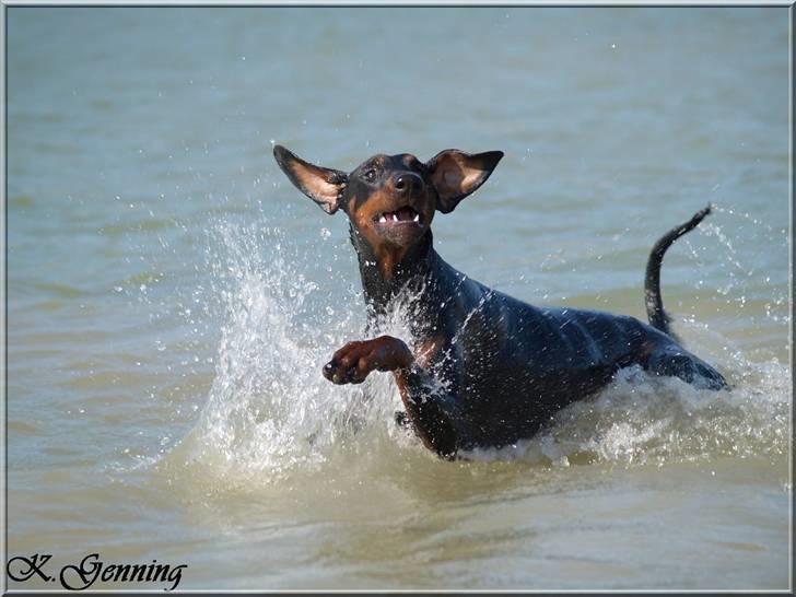 Dobermann *¤*Grace/Chica*¤* R.I.P. - 17/7-2007 billede 11