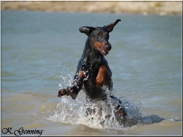 Dobermann *¤*Grace/Chica*¤* R.I.P. - 17/7-2007 billede 12