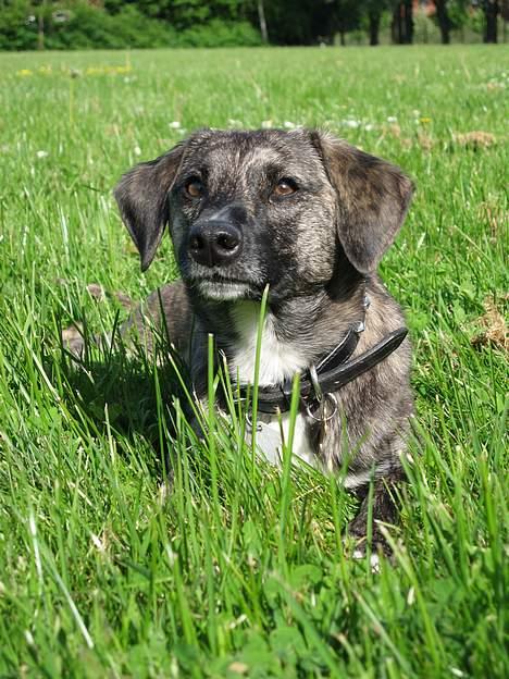 Blanding af racer Nuni - Modelhunden, på Randers Kaserne billede 1