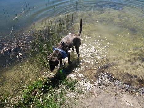 Blanding af racer Nuni - Se Far! Jeg kan også fange fisk! billede 2