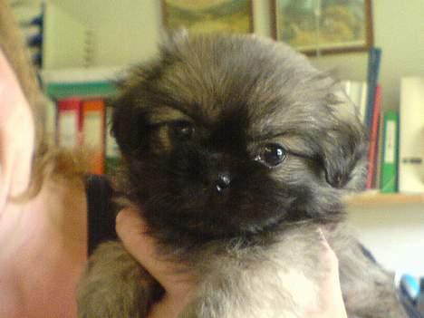 Tibetansk spaniel Me-Ri billede 5