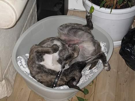 Blanding af racer Nuni - Hvad skal man med en stor kurv, her er da maaaaaaaasser af plads! (Rigtige grækere sover på ryggen!) billede 3