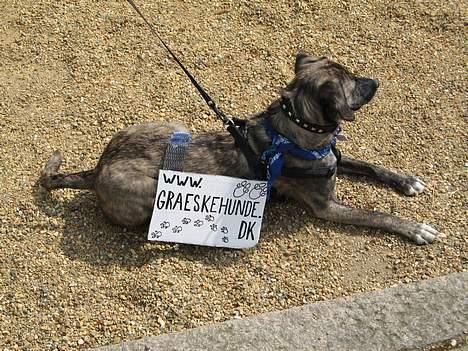 Blanding af racer Nuni - Reklamehund, Hundens Dag i Tivoli friheden 2006 billede 4