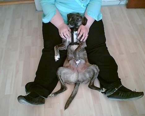 Blanding af racer Nuni - Meget træt og ynkelig hund, på gulvet os en veninde billede 5