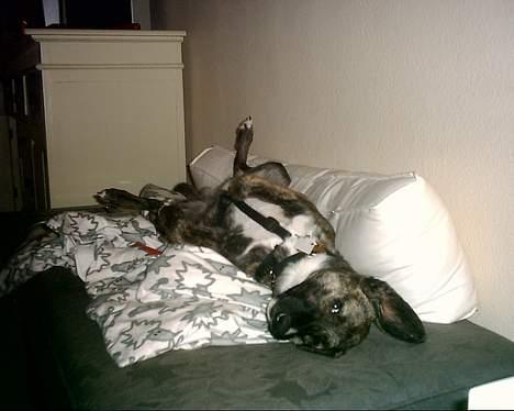 Blanding af racer Nuni - Rigtige grækere sover på ryggen, med alle 4 i luften*G* billede 6