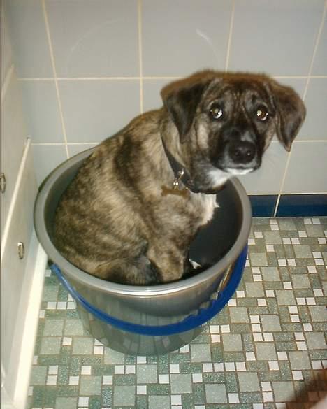 Blanding af racer Nuni - Jamen jeg sværger mor, det var spnden der overfaldt mig! Jeg sværger! billede 7