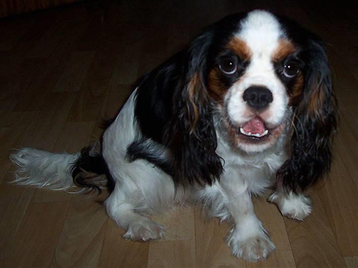 Cavalier king charles spaniel Ziggy  billede 10