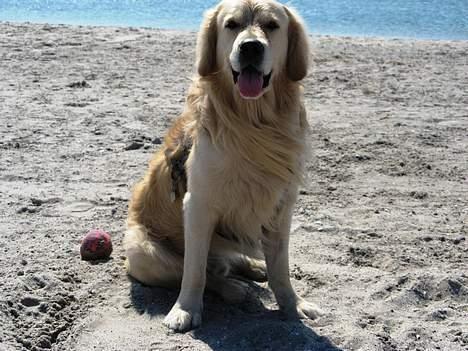 Golden retriever Valde billede 11