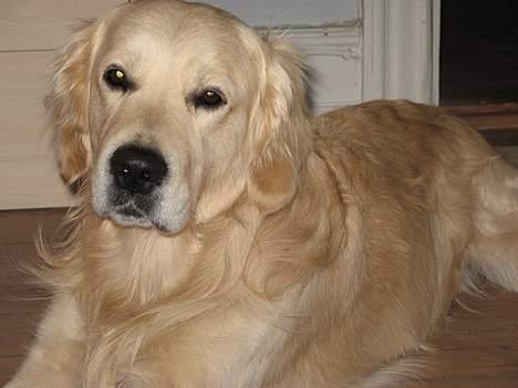 Golden retriever Valde - GAB, nu skal jeg fotograferes igen! billede 12