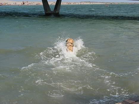 Golden retriever Valde - Super svømmer ved Amager Strandpark 06 billede 13