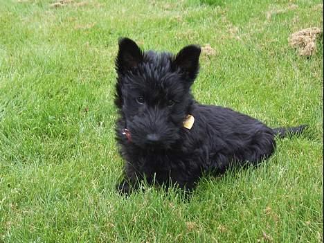 Skotsk terrier Skottie billede 15