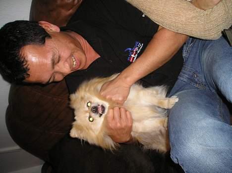 Pomeranian sandy billede 11