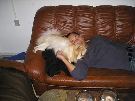 Pomeranian sandy - Far og jeg tar os en lille lur... billede 12