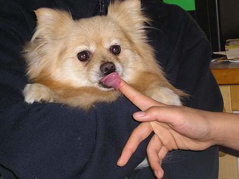 Pomeranian sandy billede 13