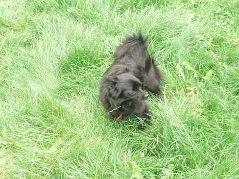 Pomeranian Chippo (R.I.P) billede 9