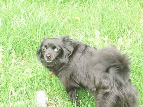 Pomeranian Chippo (R.I.P) billede 10