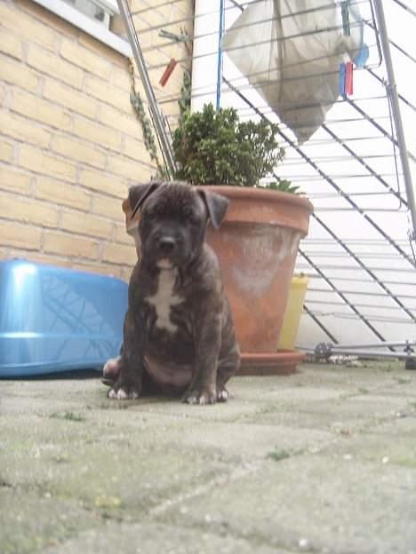 Amerikansk staffordshire terrier Chico billede 2