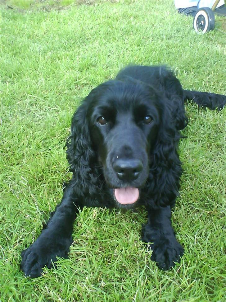 Cocker spaniel Happy billede 1