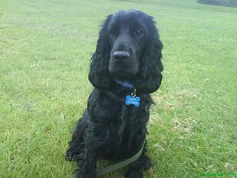 Cocker spaniel Happy billede 6