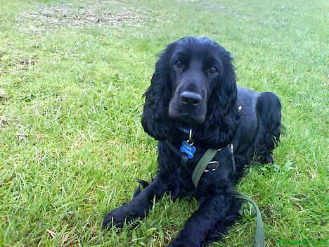 Cocker spaniel Happy billede 7