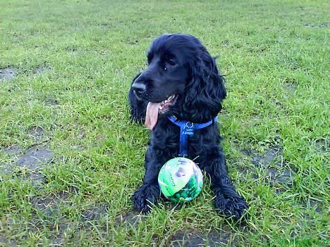 Cocker spaniel Happy billede 13