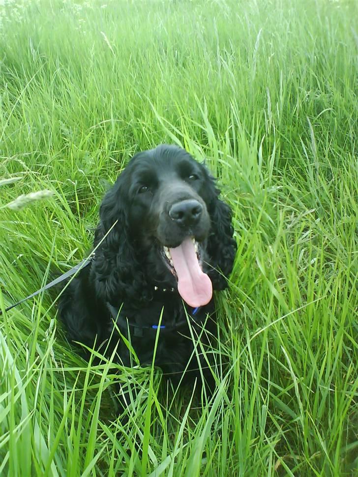 Cocker spaniel Happy - Tit tit billede 17