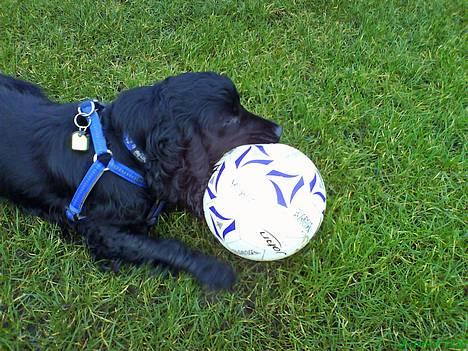 Cocker spaniel Happy billede 19