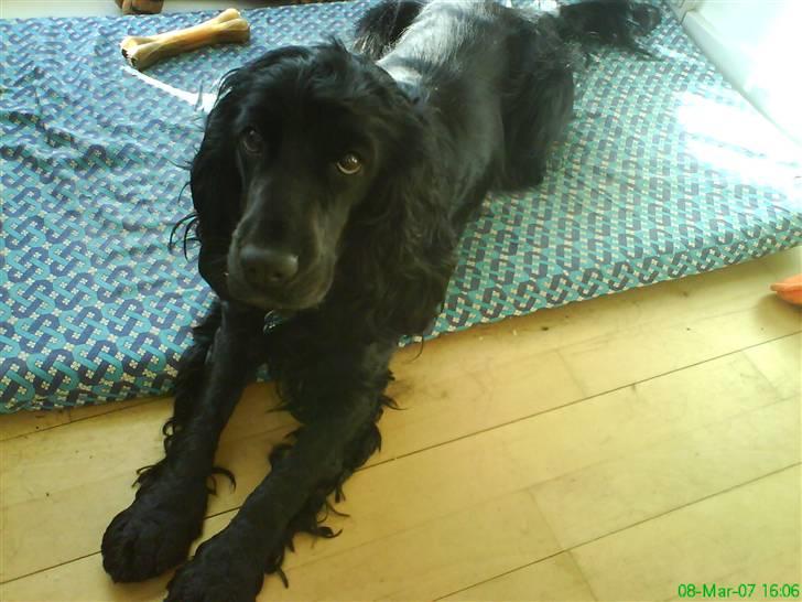 Cocker spaniel Happy - Hvad er der? billede 20