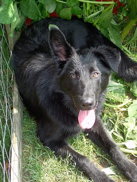 Blanding af racer Figo billede 1