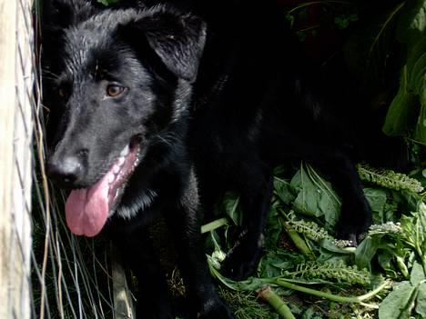 Blanding af racer Figo billede 2