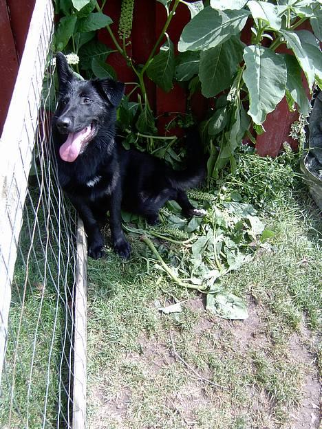 Blanding af racer Figo billede 3