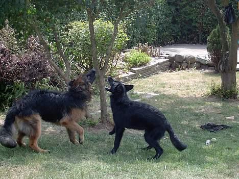 Blanding af racer Figo billede 4